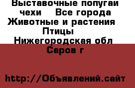 Выставочные попугаи чехи  - Все города Животные и растения » Птицы   . Нижегородская обл.,Саров г.